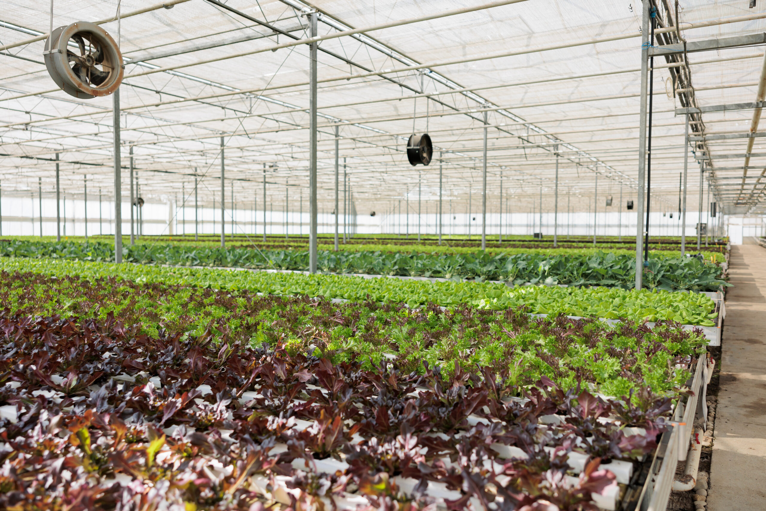 Food Hub greenhouse
