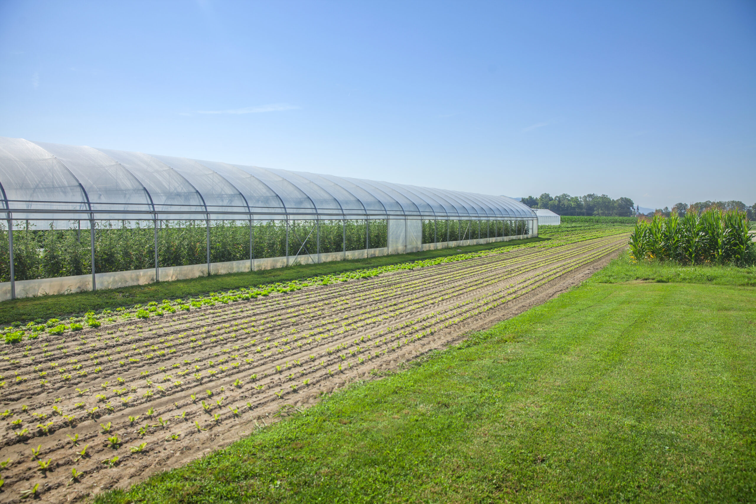 Greenhouse and farm rows